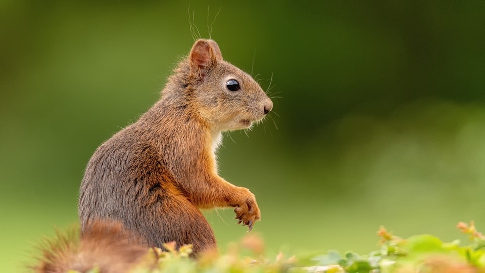 Measuring Squirrel by Pasy / Rebels